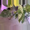plant/Monstera Medusa-0-thumbnail