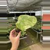 plant/Monstera obliqua mayuna starter plant growers choice-4-thumbnail