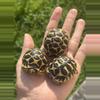 plant/Sri Lankan Star Tortoise babies-2-thumbnail