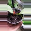plant/Hoya Multiflora Wonderphil B-1-thumbnail