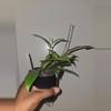 plant/Hoya Crassipetiola in 4 inch pot.-1-thumbnail