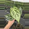 plant/Seed grown anthurium crystallinum red silver starter plant growers choice-1-thumbnail