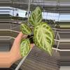 plant/Seed grown anthurium silver chrome X dorayaki silver starter plant growers choic-2-thumbnail