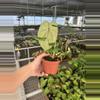 plant/Anthurium dark phoenix x crystallinum dark form 4” pot growers choice-6-thumbnail