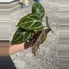 plant/Seed grown anthurium silver hope x Warocqueanum starter plant growers choice-4-thumbnail