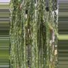 plant/XL Huperzia Hang Hong (full & bushy)-1-thumbnail