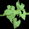 plant/Anthurium rionegrense (Rio Negro, Chiapas) 2x seedlings.-5-thumbnail