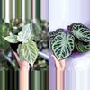 plant/Seed grown anthurium silver chrome X dorayaki silver starter plant growers choic-0-thumbnail