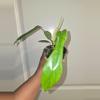 plant/Philodendron Joepii-0-thumbnail