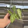 plant/Seed grown anthurium silver chrome X dorayaki silver starter plant growers choic-5-thumbnail