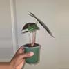plant/Alocasia Pink Princess in 4 inch pot.-1-thumbnail