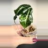 plant/Alocasia Venom Variegated - read description-1-thumbnail