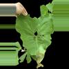 plant/Anthurium rionegrense (Rio Negro, Chiapas) 2x seedlings.-7-thumbnail