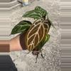 plant/Seed grown anthurium silver hope x Warocqueanum starter plant growers choice-1-thumbnail