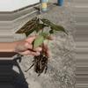 plant/Seed grown anthurium silver hope x Warocqueanum starter plant growers choice-6-thumbnail