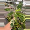 plant/Emerald king 4” pot growers choice-1-thumbnail