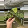 plant/Monstera obliqua mayuna starter plant growers choice-6-thumbnail
