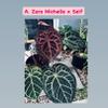 plant/Zara Michelle x Self 2-3 leaf seedling-0-thumbnail