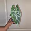 plant/Alocasia Pink Princess in 4 inch pot.-0-thumbnail