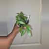 plant/Hoya Gracilis in 4 inch pot.-1-thumbnail