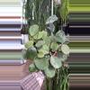plant/6” Obovata Splash (lovers choice)-0-thumbnail