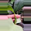 plant/Hoya Multiflora Wonderphil C-1-thumbnail