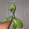 plant/Monstera Lechleriana Albo (Monstera Maxima) in 4 inch pot.-0-thumbnail