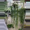 plant/XL Huperzia Hang Hong (long)-0-thumbnail