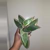 plant/Hoya Macrophylla in 4 inch pot.-0-thumbnail