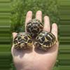 plant/Sri Lankan Star Tortoise babies-0-thumbnail