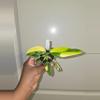 plant/Variegated Philodendron Domesticum in 2 inch pot.-0-thumbnail