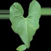 plant/Anthurium rionegrense (Rio Negro, Chiapas) 2x seedlings.-3-thumbnail