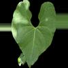 plant/Anthurium rionegrense (Rio Negro, Chiapas) 2x seedlings.-2-thumbnail