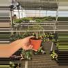 plant/Alocasia Sabrina 4” pot growers choice-6-thumbnail