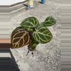 plant/Seed grown anthurium silver hope x Warocqueanum starter plant growers choice-2-thumbnail
