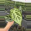 plant/Seed grown anthurium crystallinum red silver starter plant growers choice-2-thumbnail