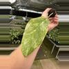 plant/Monstera obliqua mayuna starter plant growers choice-2-thumbnail