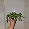 plant/Hoya Gracilis in 4 inch pot.-0-thumbnail