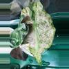 plant/Alocasia Venom Variegated - read description-2-thumbnail