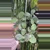 plant/6” Obovata Splash (lovers choice)-1-thumbnail