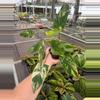 plant/Emerald king 4” pot growers choice-2-thumbnail