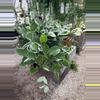 plant/6” long & full Krimson Queen (lovers choice)-1-thumbnail