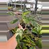 plant/Emerald king 4” pot growers choice-4-thumbnail