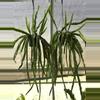 plant/XL Rhipsalis Hurricane-0-thumbnail