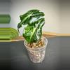 plant/Alocasia Venom Variegated - read description-0-thumbnail