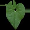plant/Anthurium rionegrense (Rio Negro, Chiapas) 2x seedlings.-1-thumbnail