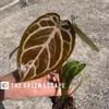 plant/Seed grown anthurium silver hope x Warocqueanum starter plant growers choice-0-thumbnail