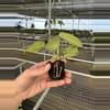 plant/Seed grown anthurium silver chrome X dorayaki silver starter plant growers choic-7-thumbnail