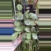 plant/6” Obovata Splash (lovers choice)-2-thumbnail