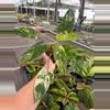 plant/Emerald king 4” pot growers choice-3-thumbnail